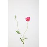 Poppy Poppy