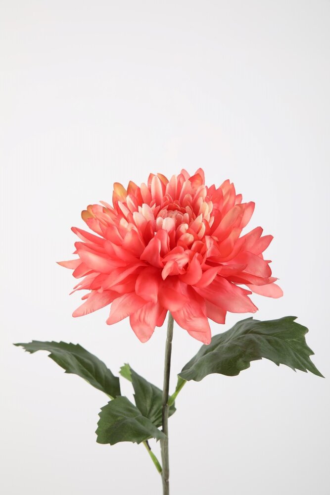 Giant Dahlia Single Stem Giant Dahlia Single Stem