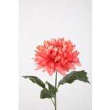 Giant Dahlia Single Stem Giant Dahlia Single Stem