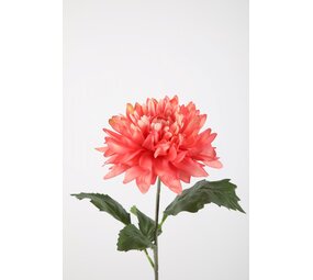 Giant Dahlia Single Stem Giant Dahlia Single Stem