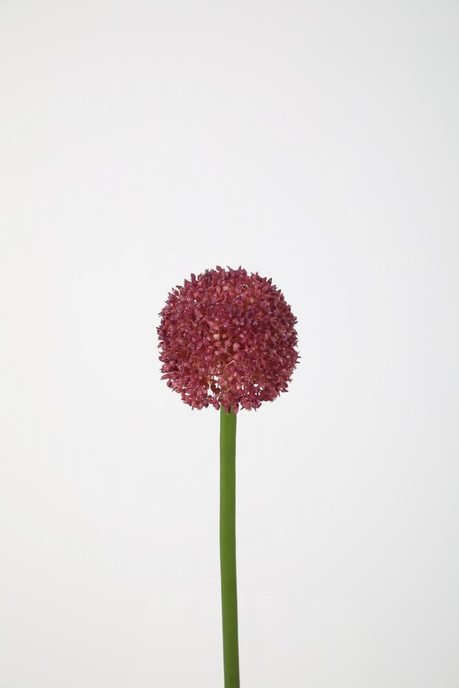 Allium