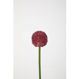 Allium Allium