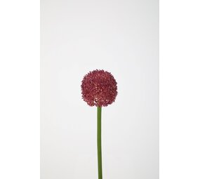 Allium