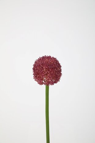 Allium