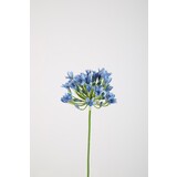 Agapanthus Agapanthus