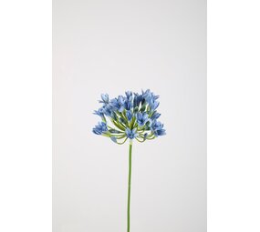 Agapanthus Agapanthus