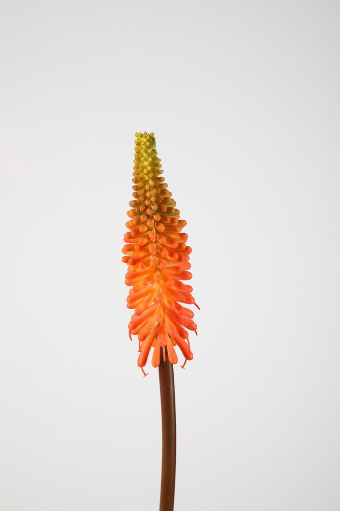 Kniphofia Stem Kniphofia Stem