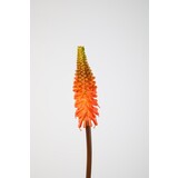 Kniphofia Stem Kniphofia Stem