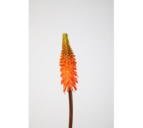 Kniphofia Stem Kniphofia Stem