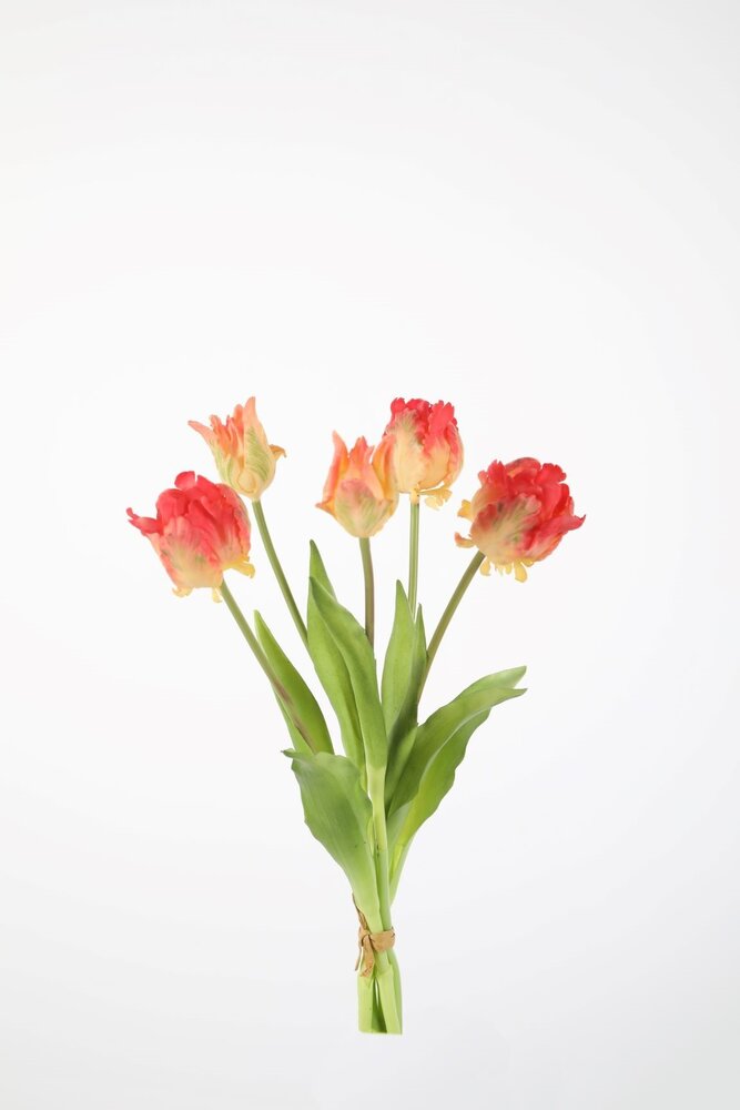 Parrot Tulip x5 - 41cm Parrot Tulip x5 - 41cm