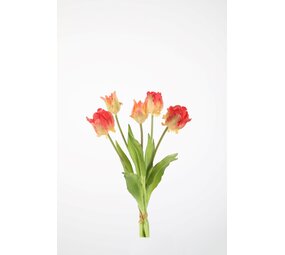 Parrot Tulip x5 - 41cm Parrot Tulip x5 - 41cm