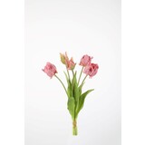 Parrot Tulip x5 - 41cm