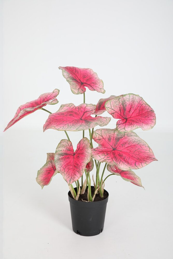 Caladium in Pot - 61cm Caladium in Pot - 61cm