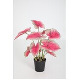 Caladium in Pot - 61cm