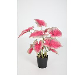 Caladium in Pot - 61cm