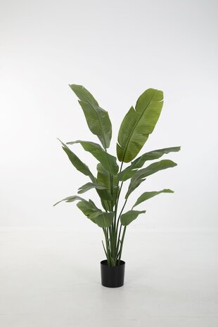 Strelitzia - 160cm