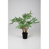 Phlebodium in Pot - 80cm