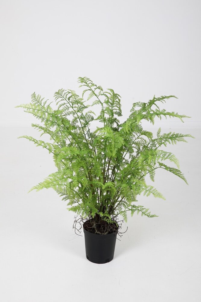 Fern in Pot - 91cm Fern in Pot - 91cm
