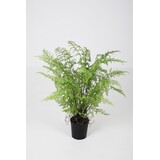 Fern in Pot - 91cm