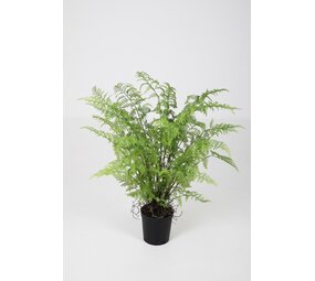 Fern in Pot - 91cm Fern in Pot - 91cm