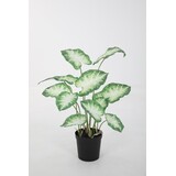 Caladium in Pot - 80cm Caladium in Pot - 80cm