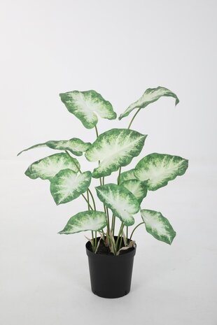 Caladium in Pot - 80cm Caladium in Pot - 80cm