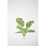 Calathea Bush 49cm Calathea Bush 49cm