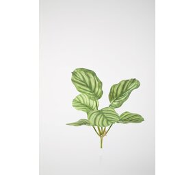 Calathea Bush 49cm Calathea Bush 49cm