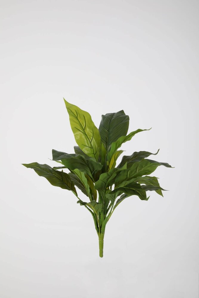 Spathiphyllum Leaf Bush 50cm