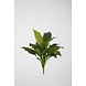 Spathiphyllum Leaf Bush 50cm