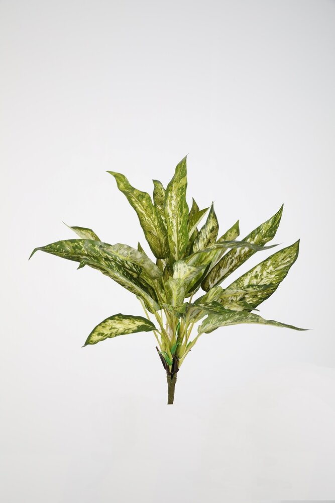 Aglaonema Bush with 26 leaves 45cm