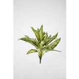 Aglaonema Bush with 26 leaves 45cm Aglaonema Bush with 26 leaves 45cm