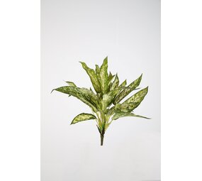 Aglaonema Bush with 26 leaves 45cm Aglaonema Bush with 26 leaves 45cm