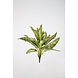Aglaonema Bush with 26 leaves 45cm