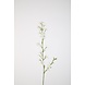 Larkspur Spray 87cm