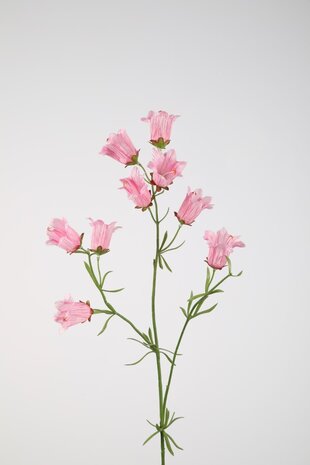 Campanula Stem 88cm
