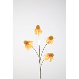 Echinacea Spray x4 83cm Echinacea Spray x4 83cm