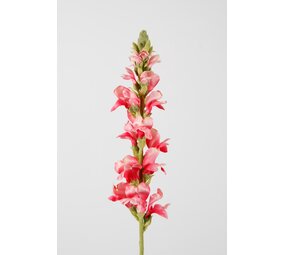 Snapdragon Single Stem 75cm Snapdragon Single Stem 75cm