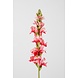 Snapdragon Single Stem 75cm