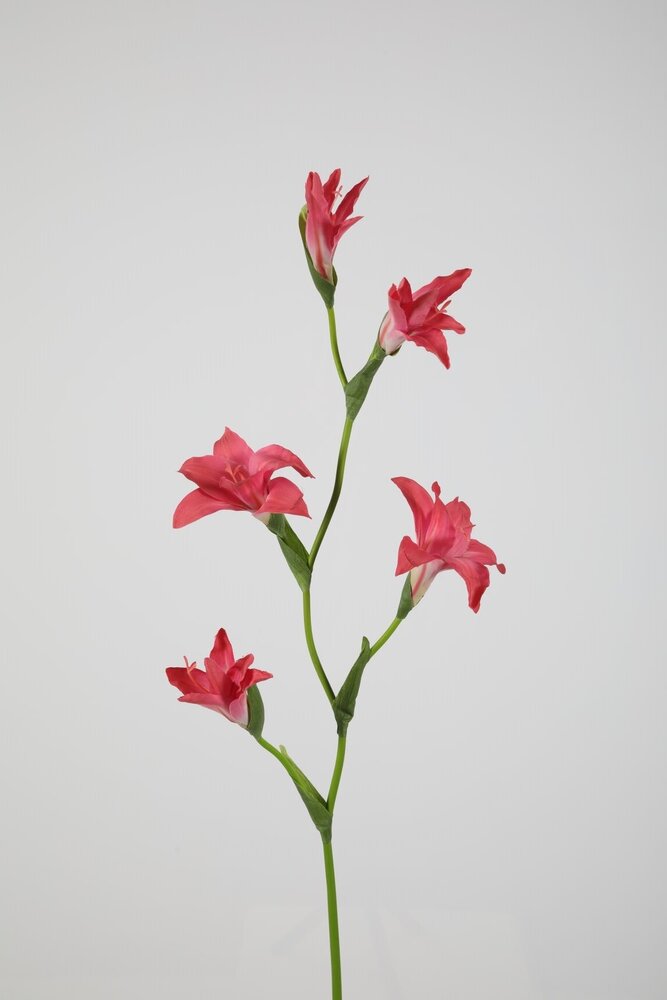 Gladiolus Spray 92cm
