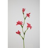 Gladiolus Spray 92cm Gladiolus Spray 92cm