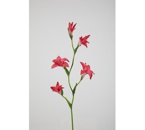 Gladiolus Spray 92cm Gladiolus Spray 92cm