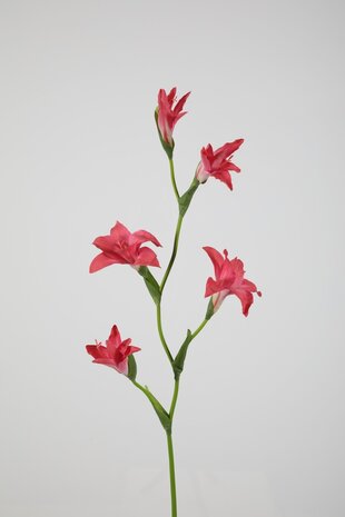 Gladiolus Spray 92cm
