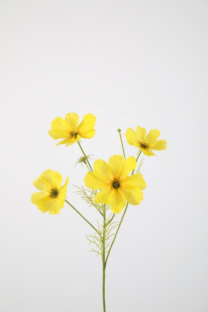 Cosmos Spray x4 67cm