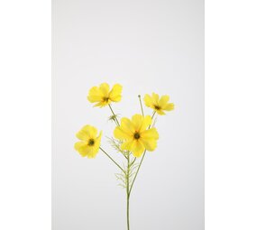 Cosmos Spray x4 67cm Cosmos Spray x4 67cm