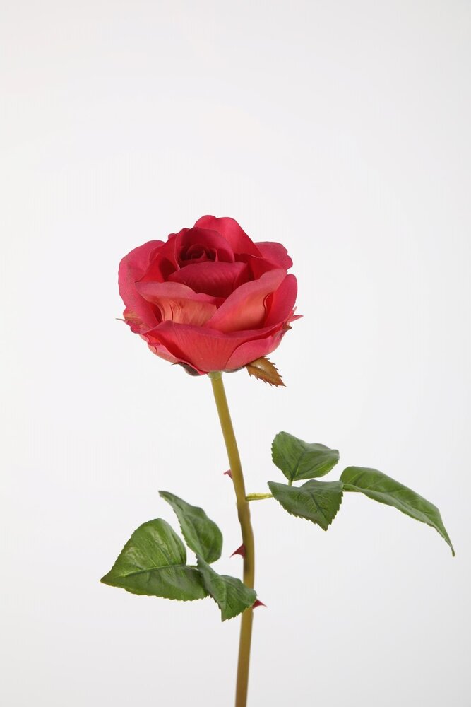 Rose Stem RT 61cm