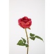 Rose Stem RT 61cm