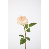 Rose Stem RT 61cm Rose Stem RT 61cm