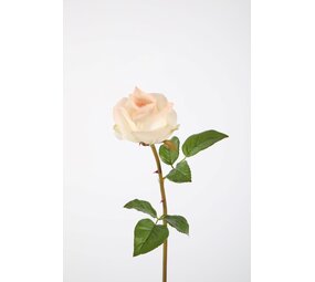 Rose Stem RT 61cm Rose Stem RT 61cm