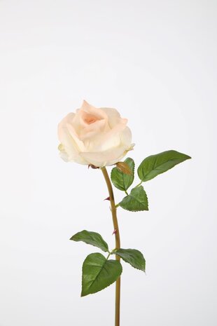 Rose Stem RT 61cm